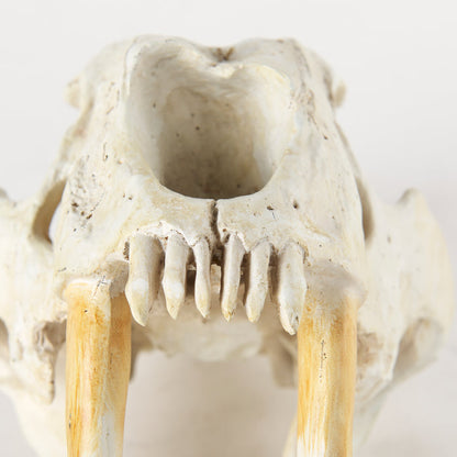 Fozzil 9L x 9W Resin Sabretooth Skull Replica