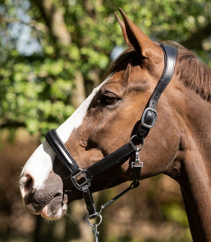 Glitty Halter - Black
