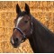 USA Anatomic Halter